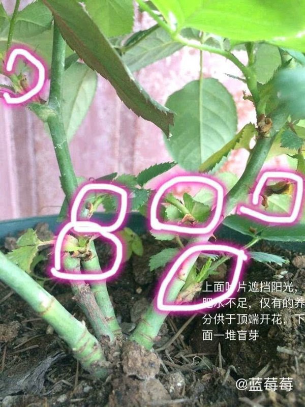 藤本月季盲芽盲枝的成因及修剪方法 藤本月季盲芽盲枝的成因及修剪方法