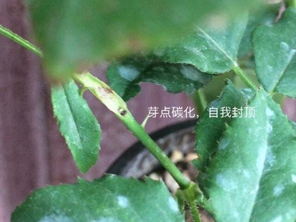 藤本月季盲芽盲枝的成因及修剪方法 藤本月季盲芽盲枝的成因及修剪方法