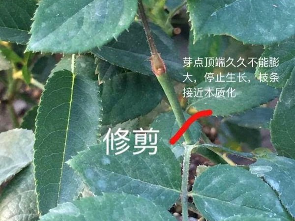 藤本月季盲芽盲枝的成因及修剪方法 藤本月季盲芽盲枝的成因及修剪方法