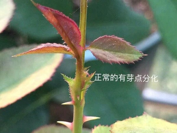 藤本月季盲芽盲枝的成因及修剪方法 藤本月季盲芽盲枝的成因及修剪方法