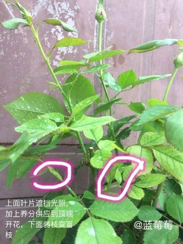 藤本月季盲芽盲枝的成因及修剪方法 藤本月季盲芽盲枝的成因及修剪方法