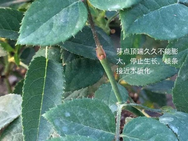 藤本月季盲芽盲枝的成因及修剪方法 藤本月季盲芽盲枝的成因及修剪方法