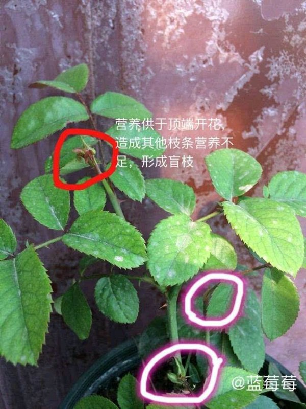 藤本月季盲芽盲枝的成因及修剪方法 藤本月季盲芽盲枝的成因及修剪方法