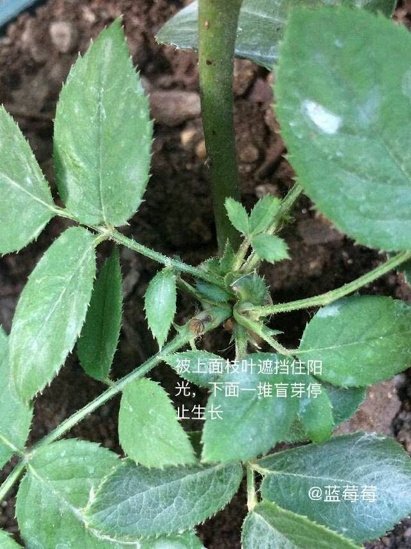 藤本月季盲芽盲枝的成因及修剪方法 藤本月季盲芽盲枝的成因及修剪方法