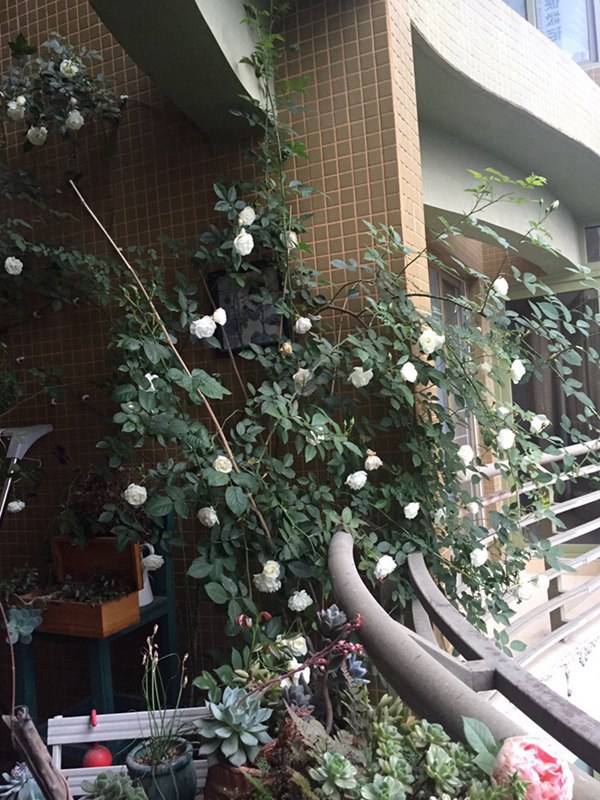 1510890133275145.jpg 藤冰山(Iceberg Climbing)