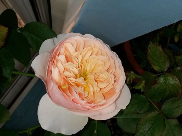 依芙琳-藤本月季 依芙琳(Evelyn)