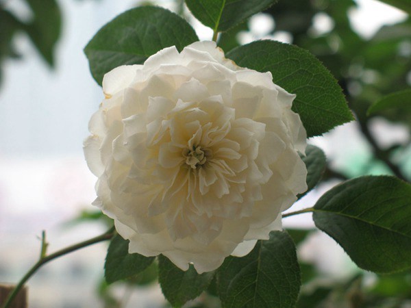 慷慨的园丁-藤本月季 慷慨的园丁(The Generous Gardener)