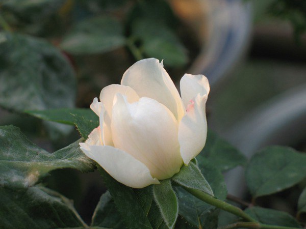 慷慨的园丁-藤本月季 慷慨的园丁(The Generous Gardener)