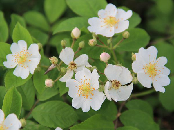 蔷薇花 蔷薇花