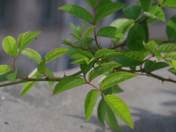 蔷薇刺 蔷薇刺