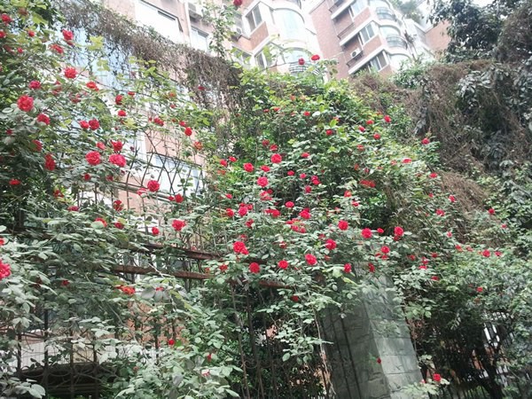 1511335180875887.jpg 大红袍