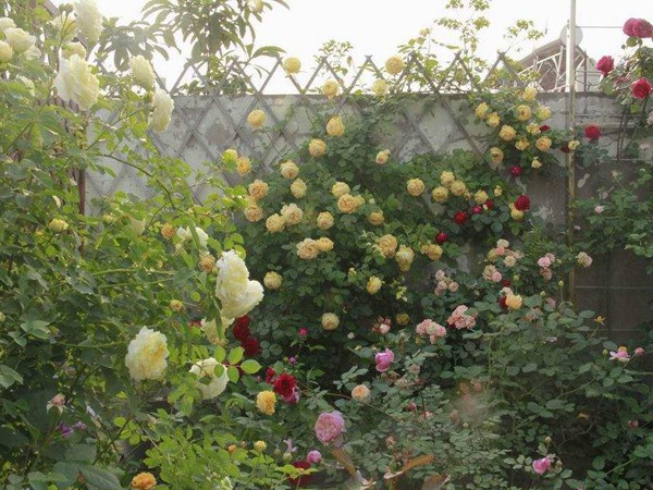藤本月季变绿巨人不开花的原因? 藤本月季变绿巨人不开花的原因?