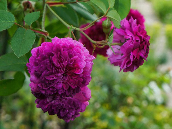 紫玉 紫玉Purple Jade
