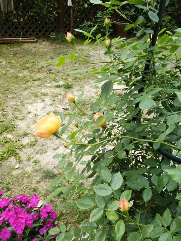 夏洛特夫人的花期,能开几季? 夏洛特夫人的花期,能开几季?
