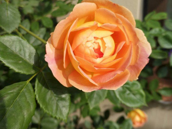 夏洛特夫人的花期,能开几季? 夏洛特夫人的花期,能开几季?