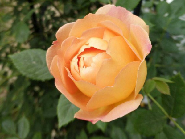 夏洛特夫人的花期,能开几季? 夏洛特夫人的花期,能开几季?