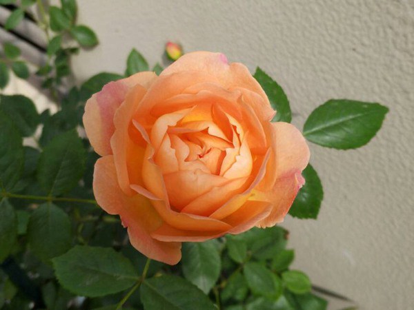 夏洛特夫人的花期,能开几季? 夏洛特夫人的花期,能开几季?