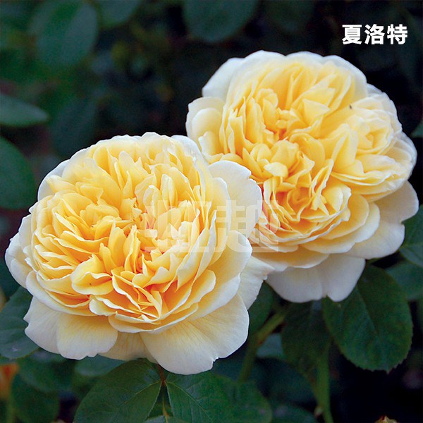 夏洛特 夏洛特