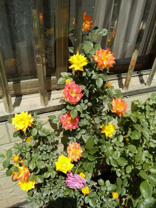 藤彩虹什么时候开花,开几季? 藤彩虹什么时候开花,开几季?