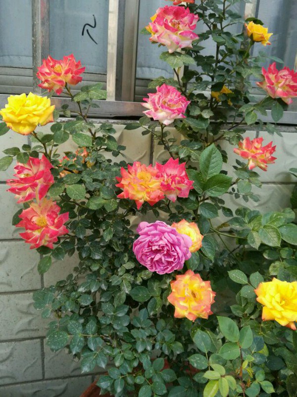 藤彩虹什么时候开花,开几季? 藤彩虹什么时候开花,开几季?