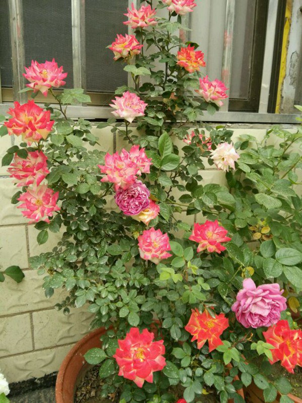 藤彩虹什么时候开花,开几季? 藤彩虹什么时候开花,开几季?