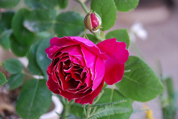 紫袍玉带月季开几季花? 紫袍玉带月季开几季花?