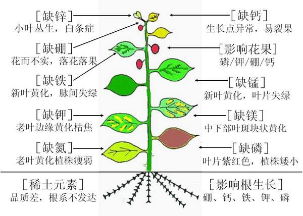 各种微量元素缺少后的表现。 各种微量元素缺少后的表现。