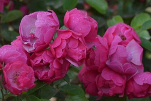 安吉拉花期，一年开几季花？