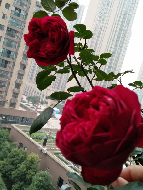 玫瑰国度的天使怎么养? 玫瑰国度的天使怎么养?