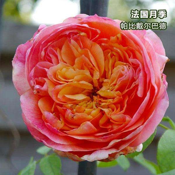 帕比.戴尔巴德-藤本月季 帕比.戴尔巴德(Papi Delbard)