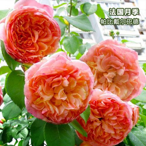 帕比.戴尔巴德-藤本月季 帕比.戴尔巴德(Papi Delbard)