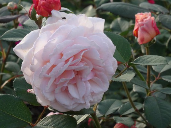 什罗普郡一少年-藤本月季 什罗普郡一少年(A Shropshire lad)