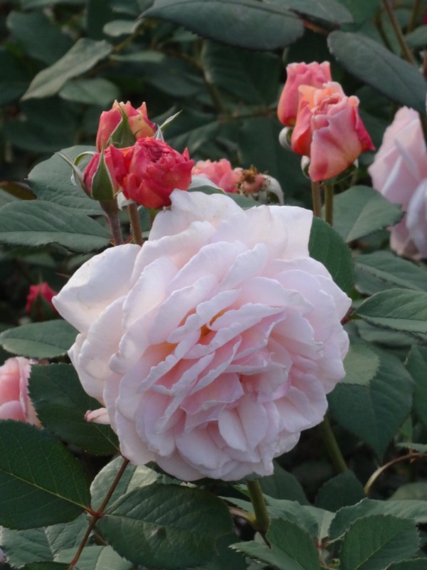 什罗普郡一少年-藤本月季 什罗普郡一少年(A Shropshire lad)