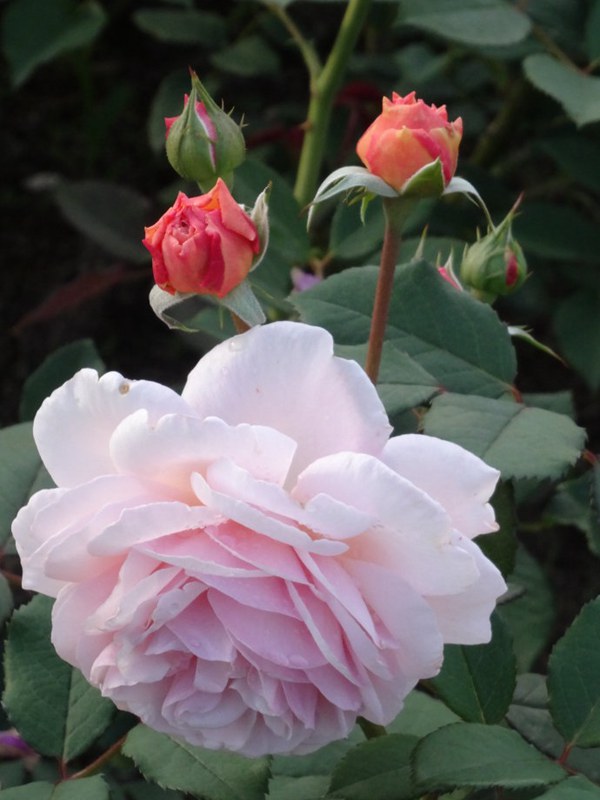 什罗普郡一少年-藤本月季 什罗普郡一少年(A Shropshire lad)