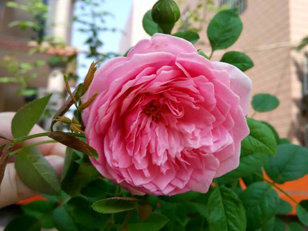 藤本月季花期是什么时候? 藤本月季花期是什么时候?
