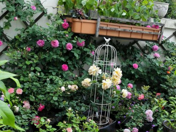 藤本月季花期是什么时候? 藤本月季花期是什么时候?