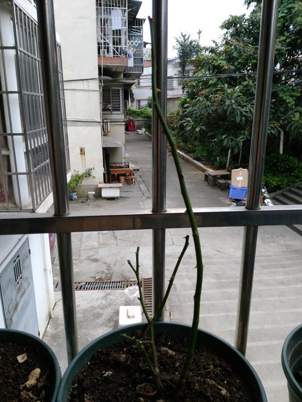 藤本月季叶片少甚至是光杆该怎么修剪? 藤本月季叶片少甚至是光杆该怎么修剪?