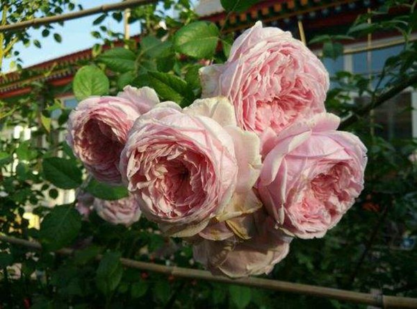 自由精神怎么养才能开花多? 自由精神怎么养才能开花多?
