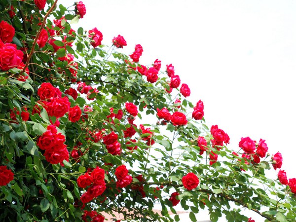 藤本月季的开花特点! 藤本月季的开花特点!