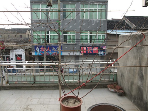 大游行花墙是怎么炼成的 大游行花墙是怎么炼成的