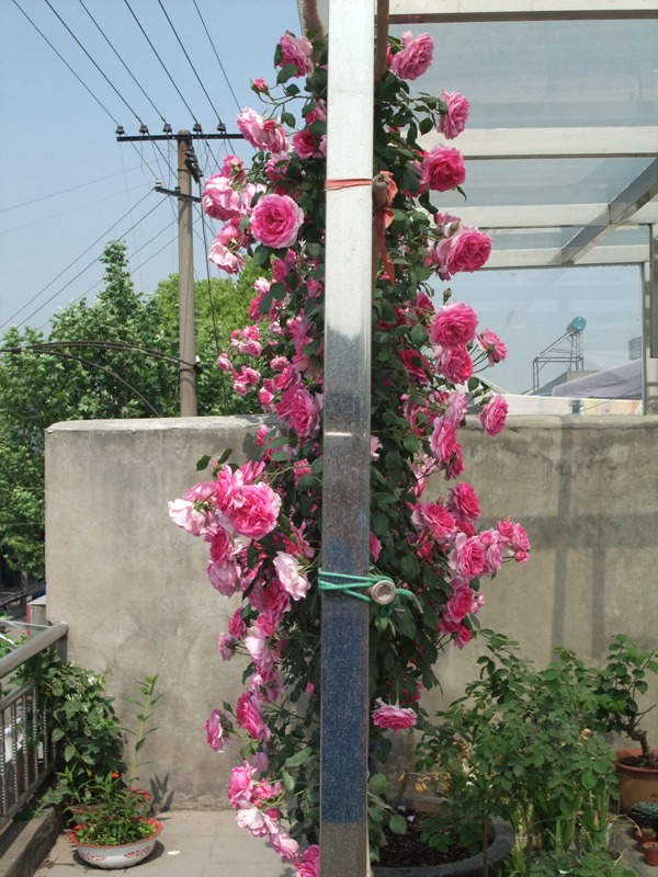 大游行花墙是怎么炼成的 大游行花墙是怎么炼成的