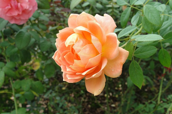 夏洛特夫人 夏洛特夫人