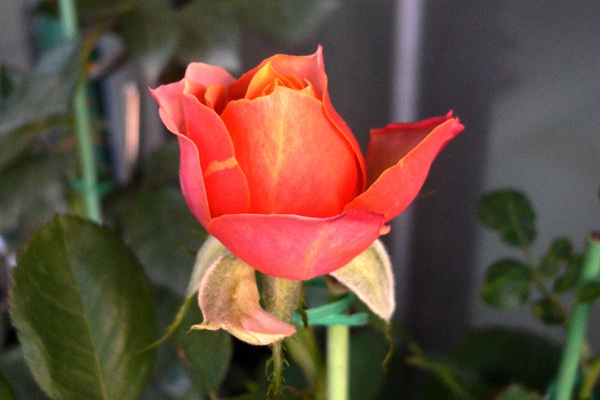 芒果浪漫 芒果浪漫
