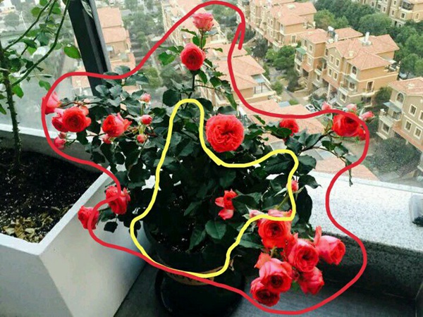 一棵盆栽月季的好坏如何评定? 一棵盆栽月季的好坏如何评定?