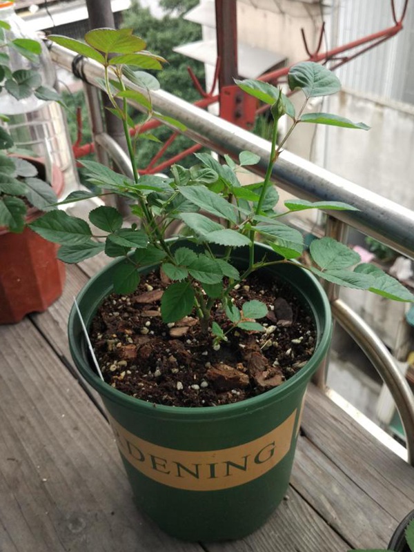 水星王阳台-微型月季 水星王阳台(Mercury king terrazza)