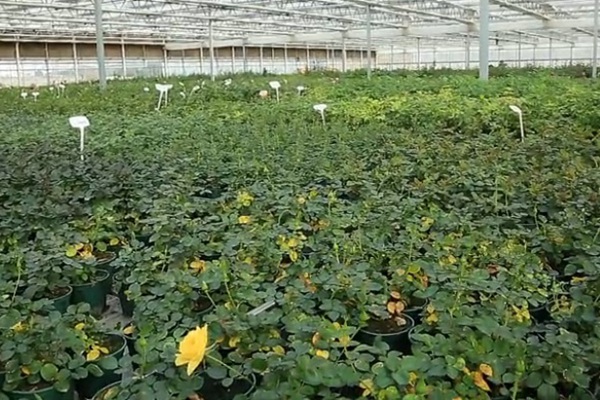 月季休眠季节的生理黄叶及处理方法 月季休眠季节的生理黄叶及处理方法