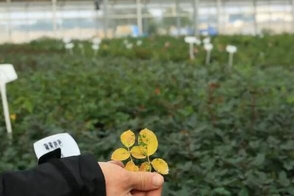 月季休眠季节的生理黄叶及处理方法 月季休眠季节的生理黄叶及处理方法