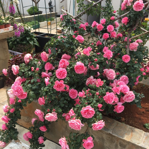 月季喜欢什么样的种植环境 月季喜欢什么样的种植环境