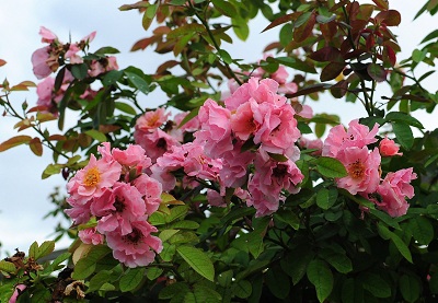 月季花是玫瑰花吗 月季花是玫瑰花吗