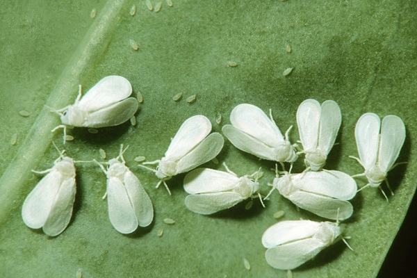 月季白粉虱的危害及防治方法 月季白粉虱的危害及防治方法